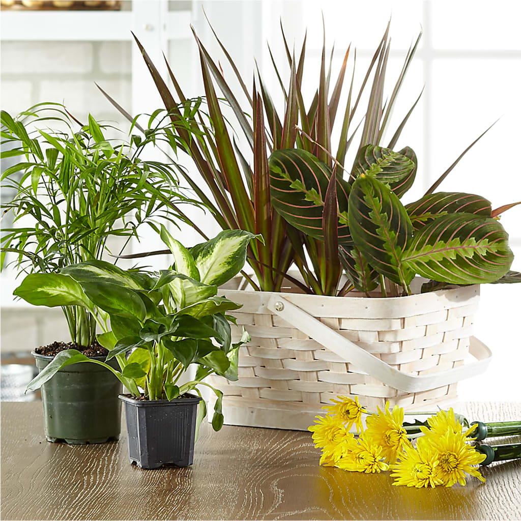 Florist Designed Blooming and Green Plants in a Basket – MARY'S GIFT SHOP, Watsonville CA