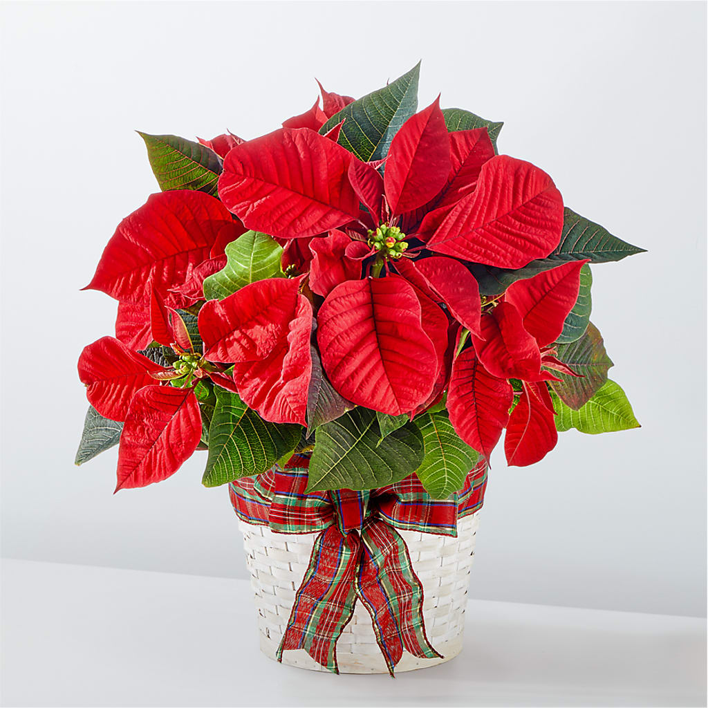 Happiest Holidays Poinsettia – MARY'S GIFT SHOP, Watsonville CA