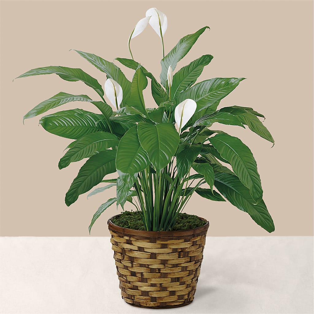 Tranquil Moments Peace Lily Plant – MARY'S GIFT SHOP, Watsonville CA