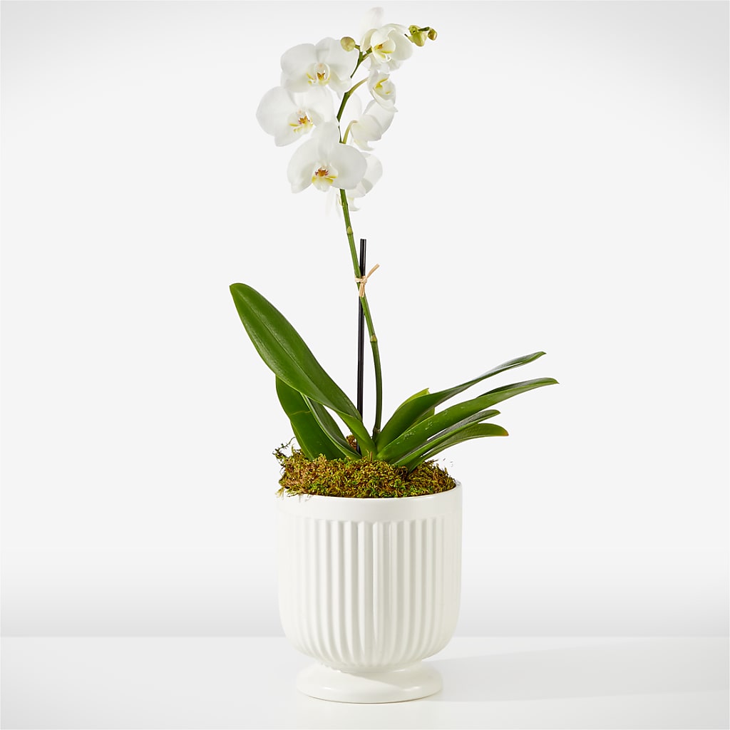 Whispering White Orchid – MARY'S GIFT SHOP, Watsonville CA