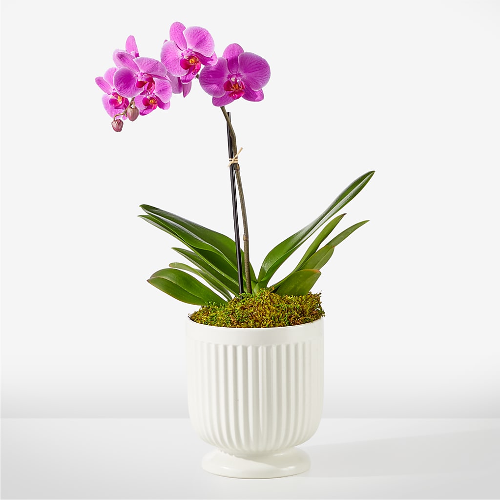 Friendly Fuchsia Orchid – MARY'S GIFT SHOP, Watsonville CA