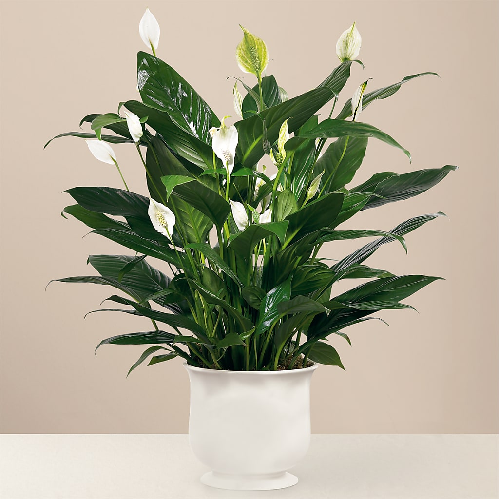Comfort Planter – MARY'S GIFT SHOP, Watsonville CA