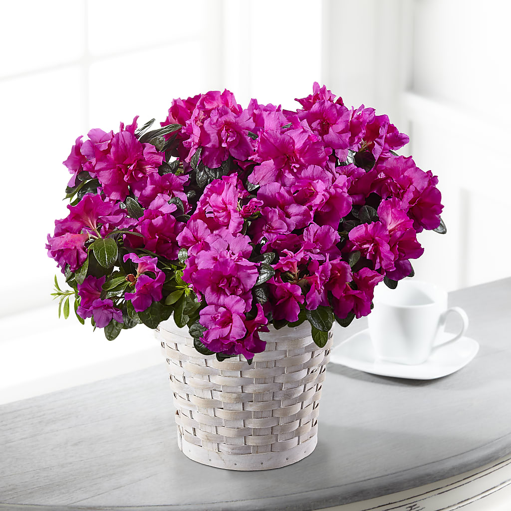 Hope & Serenity Azalea Plant – MARY'S GIFT SHOP, Watsonville CA
