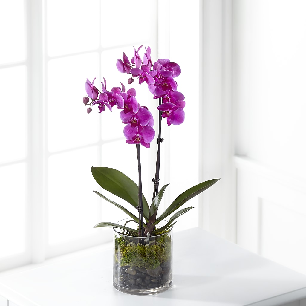 Pink Orchid Plant – MARY'S GIFT SHOP, Watsonville CA