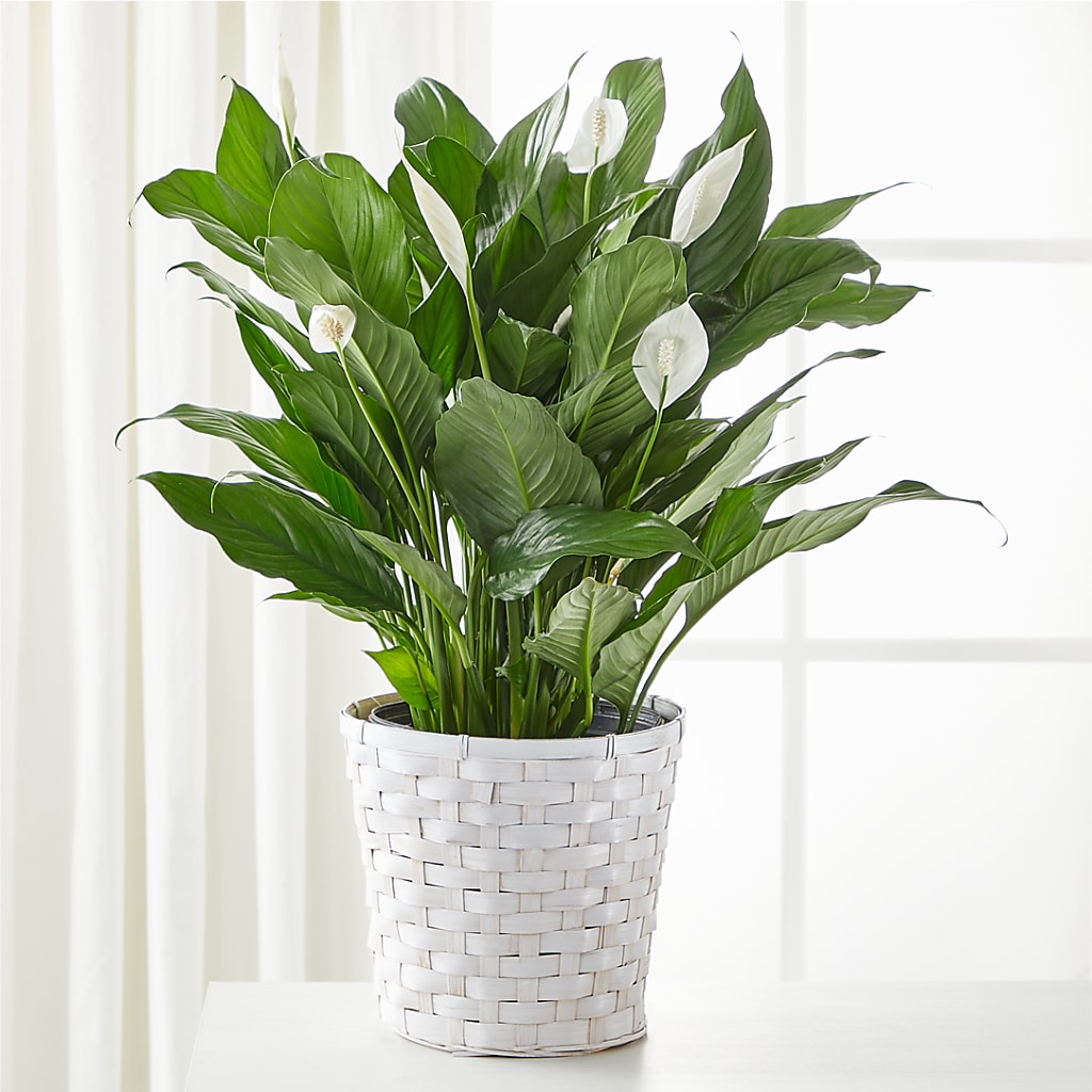 A New Leaf Peace Lily – MARY'S GIFT SHOP, Watsonville CA