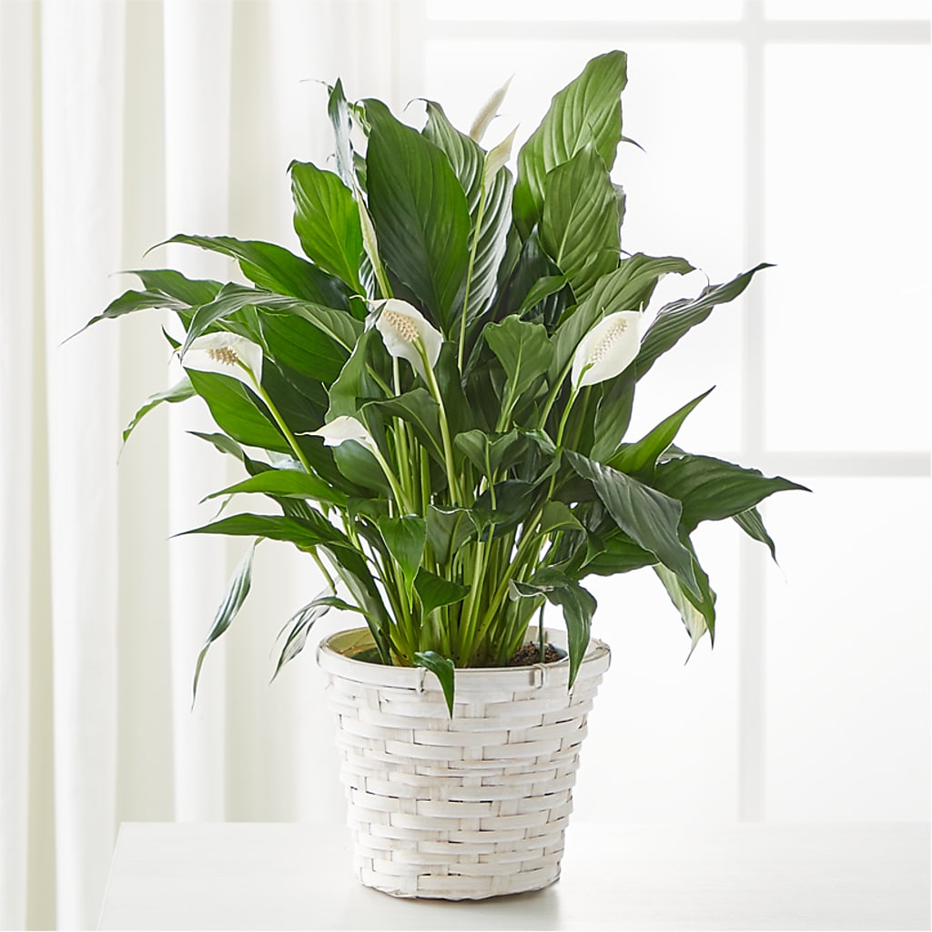 A New Leaf Peace Lily – MARY'S GIFT SHOP, Watsonville CA
