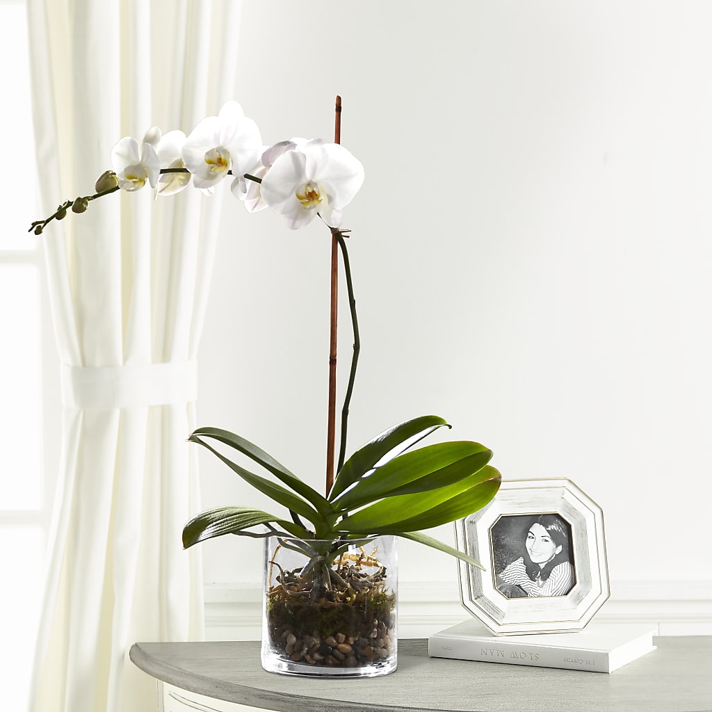 White Orchid Planter – MARY'S GIFT SHOP, Watsonville CA