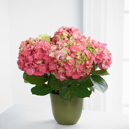 Pink Hydrangea Planter – MARY'S GIFT SHOP, Watsonville CA