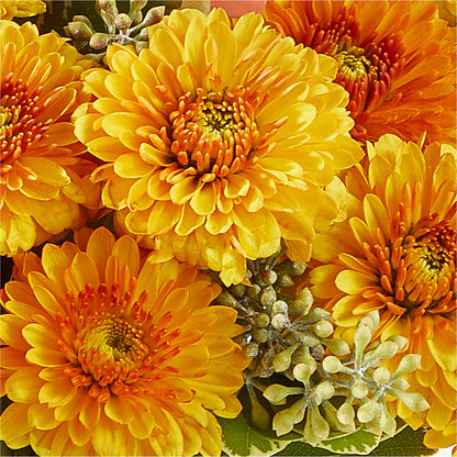 Peachy Pumpkin – MARY'S GIFT SHOP, Watsonville CA