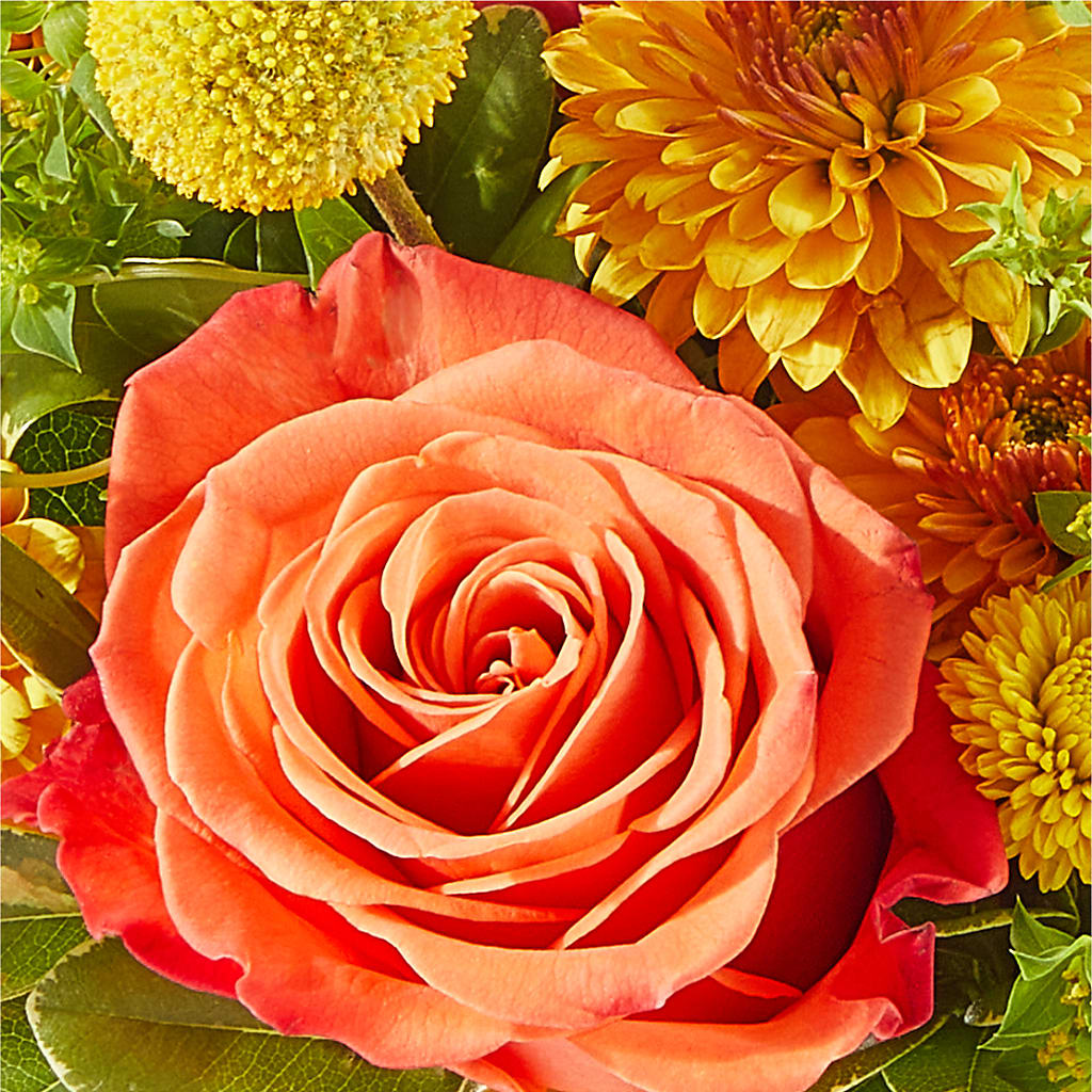 Gourdgeous Pumpkin – MARY'S GIFT SHOP, Watsonville CA