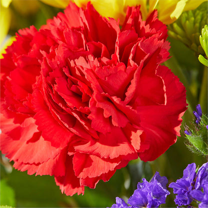 Brighter Days Bouquet – MARY'S GIFT SHOP, Watsonville CA