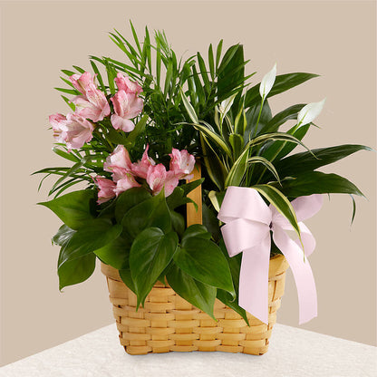 Living Spirit Dishgarden – MARY'S GIFT SHOP, Watsonville CA