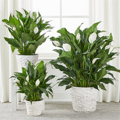 A New Leaf Peace Lily – MARY'S GIFT SHOP, Watsonville CA
