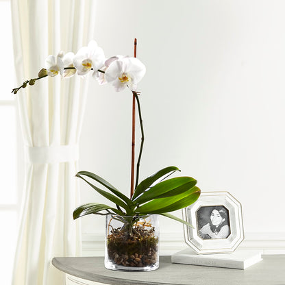 White Orchid Planter – MARY'S GIFT SHOP, Watsonville CA