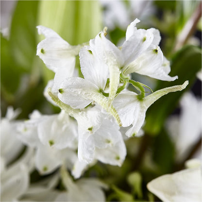Classic Ivory – A Florist Original – MARY'S GIFT SHOP, Watsonville CA
